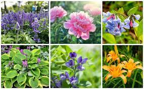 Best Plants For Morning Shade And Afternoon Sun Cool Plants Spring Flowering Bulbs Garden Lovers Club