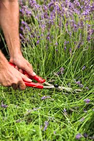 Epingle Sur Garden Planning