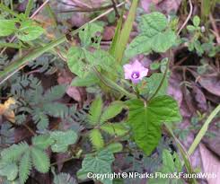 It is native to parts of africa, asia, and certain pacific islands, and it is present in other areas as an introduced species. Ipomoea Grandifolia Dammer O Donell