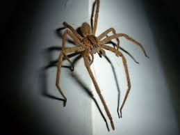 Brown recluse spider bites cause a sharp pain. 10 Natural Spider Bite Treatments Rest Easy Pest Control