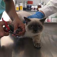 cute cats cute cats and kittens cute cats breeds cute cat videos cute cats with big eyes fluffy cat cat breeds cute cat gif fluffy cat