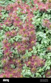 Image result for Asparagus buchananii