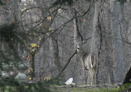 Ohio Michigan Deer Hunting Seasons Switch From Archery To