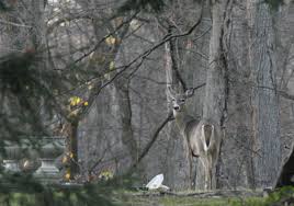 ohio michigan deer hunting seasons switch from archery to