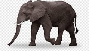 Maybe you would like to learn more about one of these? Gajah India Afrika Bush Gajah Buku Mewarnai Anak Anak Untuk Anak Anak Anak Gajah Mamalia Hewan Png Pngegg