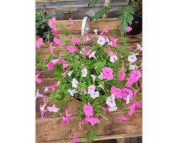 In lieu of flowers donations can. Bartonville Florist Find A Florist In A City Near You