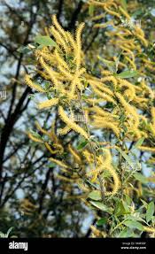 Image result for Salicaceae