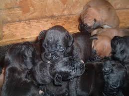 They have a playful personality & are an ideal family pet. Akc Boxer Pups Sealed Reverse Brindle And Fawn For Sale In Burtonsville Maryland Classified Americanlisted Com