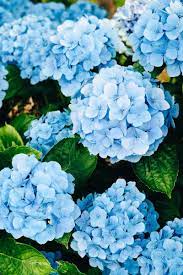 How To Care For Hydrangeas 5 Things You Might Not Know Hydrangea Care Beautiful Flowers Photography Beautiful Flowers Pictures