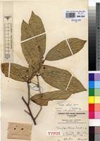 Image result for Dasylepis racemosa