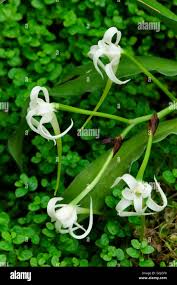 Image result for Cyrtorchis arcuata