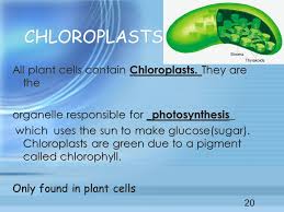 When the plant is its development state, they contain proplastids which may turn into chloroplasts if the cells are exposed to light. The Basic Unit Of All Living Things Ppt Download