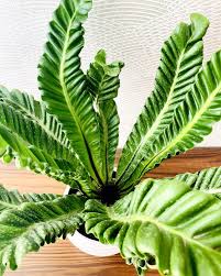 Image result for Asplenium currorii