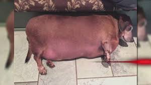Excess fat on your dog's body is also a major indicator of being overweight. Now Trending Fat Dog Loses Weight Youtube