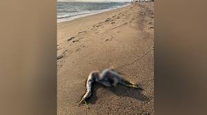 Last night we learned that a large number of birds had flown into the glass exterior of our building. Dead Birds Washing Up At Alameda S Crown Beach Possibly Linked To King Tides Abc7 San Francisco