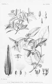 Image result for Marsdenia dregea