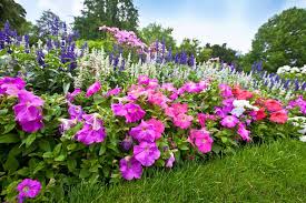 The orange blossom, for instance more examples of plants and their associated human qualities during the victorian era include bluebells. 80 Most Popular Types Of Flowers Photos And Details Home Stratosphere