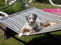 Maine Australian Shepherds Aussie Breeders New England Colorado 970 901 5105 Welcome