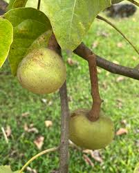 Image result for Aleurites