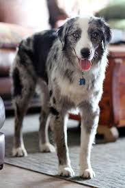 We are not a shelter but we help make shelters stronger by hosting the mega pet adoption events at we partner with shelters and rescues from all over northeast florida and beyond. Adopt Jonas On Petfinder Australian Shepherd Australian Shepherd Dogs Australian Shepherd Training