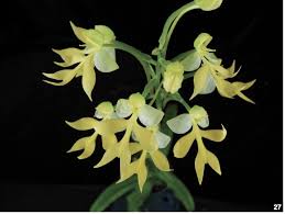Image result for Habenaria arenaria