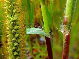 Image result for Setaria pumila