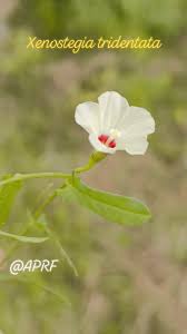 Image result for Xenostegia pinnata