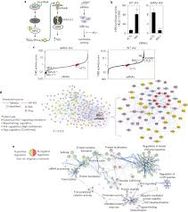 systems based analysis of rig i dependent signalling