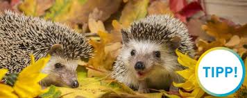 In einem kugelförmigen, gut isolierten nest rollen sie sich. Helfen Sie Igeln Durch Den Winter Swe Stadtwerke Esslingen