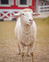 Adopter Un Mouton Ce Qu Il Faut Savoir Animaux De La Ferme Autourdesanimaux