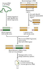 Bacteria serve as natural hosts, with transmission achieved through passive diffusion. Genome Library Construction Service Via Lambda Phage Creative Biolabs
