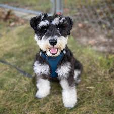 Generally you have three choices: I Love When He Has A Real Schnauzer Cut But He Looks Like A Little Teddy Bear When He S Overdue For The Groomer Schnauzers