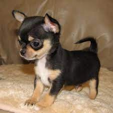Young dogs, especially puppies will take on the behaviors of other dogs in the home. Chihuahua Puppy Care Doglovely