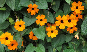 Jenis tanaman hias gantung sebetulnya banyak sekali. 7 Jenis Tanaman Hias Gantung Daun Ilmu Pengetahuan Dasar