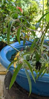 Image result for Ludwigia octovalvis