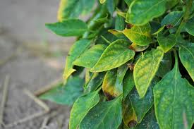 So let's find out what you can do to keep these bugs off your what pepper plants are often pest infested? Pepper Plant Diseases And Problems Pictures Pepper Geek