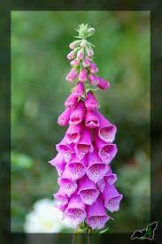 Foxglove Amazing Flowers Foxglove Botanical Flowers