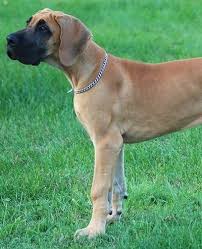 When they become old and wrinkly, their frail health will be best sustained. 14 Great Dane Mixes Gigantic Mixed Breeds To Melt Your Heart