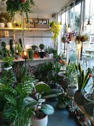 13412707 Haarkon India And Magnus Green Lover Plants Plant Decor Indoor Plants