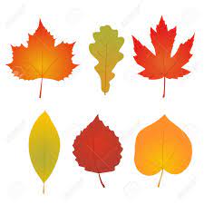 Maybe you would like to learn more about one of these? Colorful Autumn Leaves Collection Isolated On White Simple Cartoon Royalty Free Cliparts Vectors And Stock Illustration Image 63019139