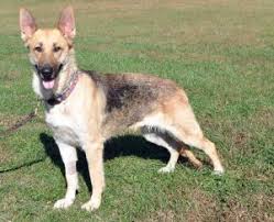 Together with our volunteers and generous donors, our pledge is to give every gsd the love and life they all deserve. 5 Best German Shepherd Rescues In Virginia 2021 We Love Doodles