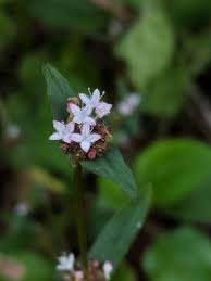 Image result for Spermacoce deserti