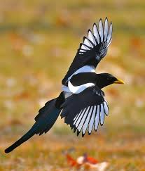 Black And White Birds In California Pin On Aves The Birds