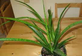 Image result for Sansevieria parva