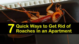 Compare bids to get the best price for your project. Best Way To Get Rid Of Roaches In An Apartment