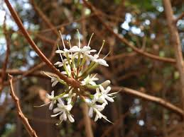 Image result for Pavetta cataractarum