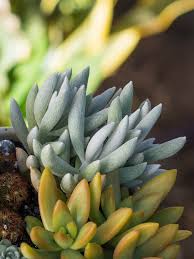 Image result for Senecio sp.no.2