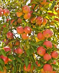 Check spelling or type a new query. Fall Season Care For Fruit Trees Inexpensive Tree Care Fruit Garden Fruit Plants Fruit Bearing Trees