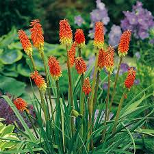 But it is so fleeting. Red Hot Poker Plants On Sale At Best Prices Shop Now