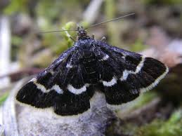 Image result for Pyrausta nigrata